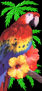 Paradise Shuttle Parrott1.gif (27315 bytes)