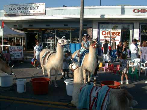 2 Llamas Ride 6L1.JPG (33420 bytes)