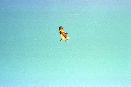 Osprey with Fish 2x3L1-9a.jpg (10240 bytes)