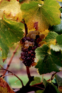 grapes(1).jpg (44198 bytes)