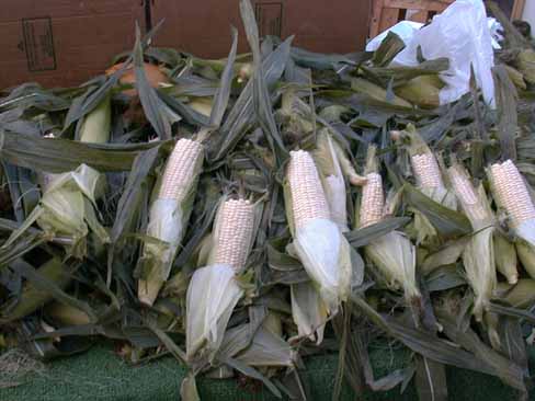 12 Corn 6L1.JPG (30184 bytes)
