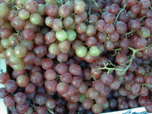 16 Table Grapes 6L1.JPG (31855 bytes)